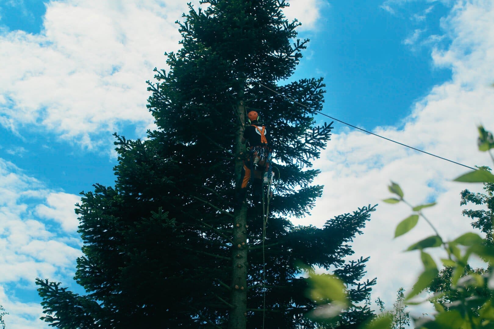 Arborist klatrer i træ Skovhugger klatrer op i træ for at fælde det
