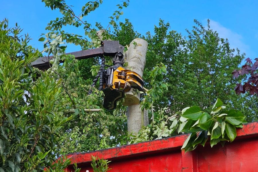 Maskine beskæring af træ Skovhugger Lund (1)