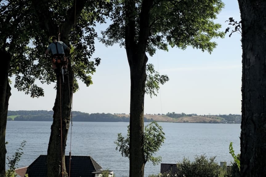 Skovhugger Lund udfører naturpleje ved Kolding Fjord