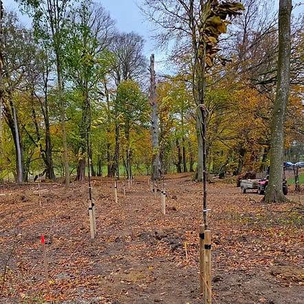 Sådan-planter-man-træer Træer plantes og plejes af Skovhugger Lund