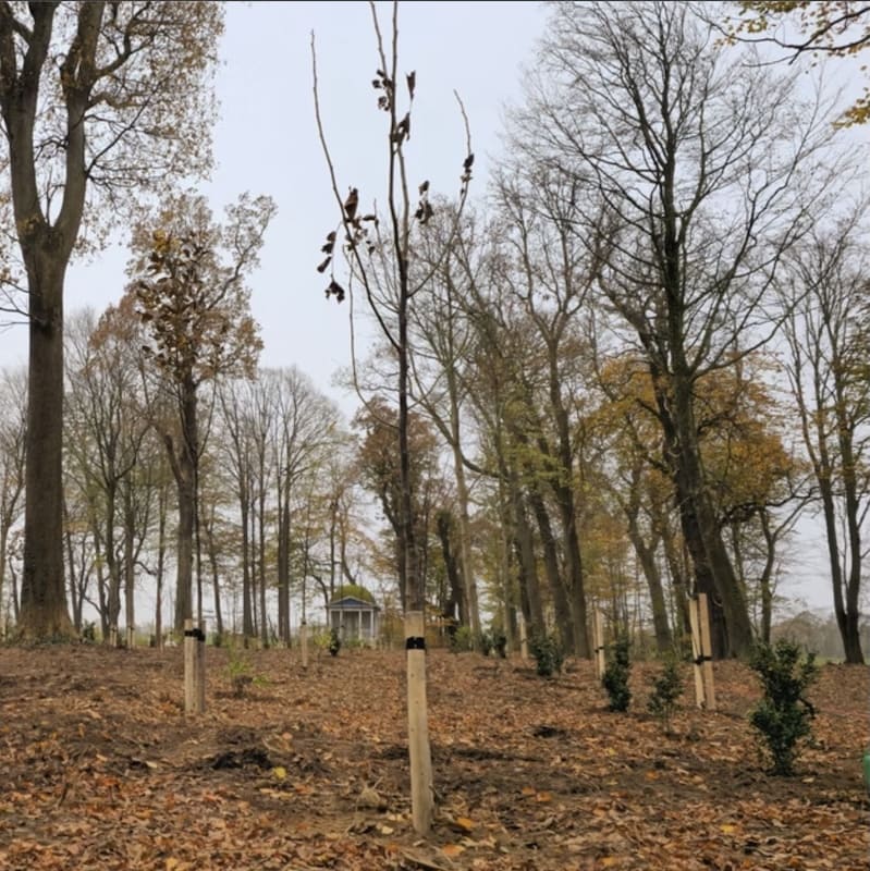 Træer plantes i en bøgeskov