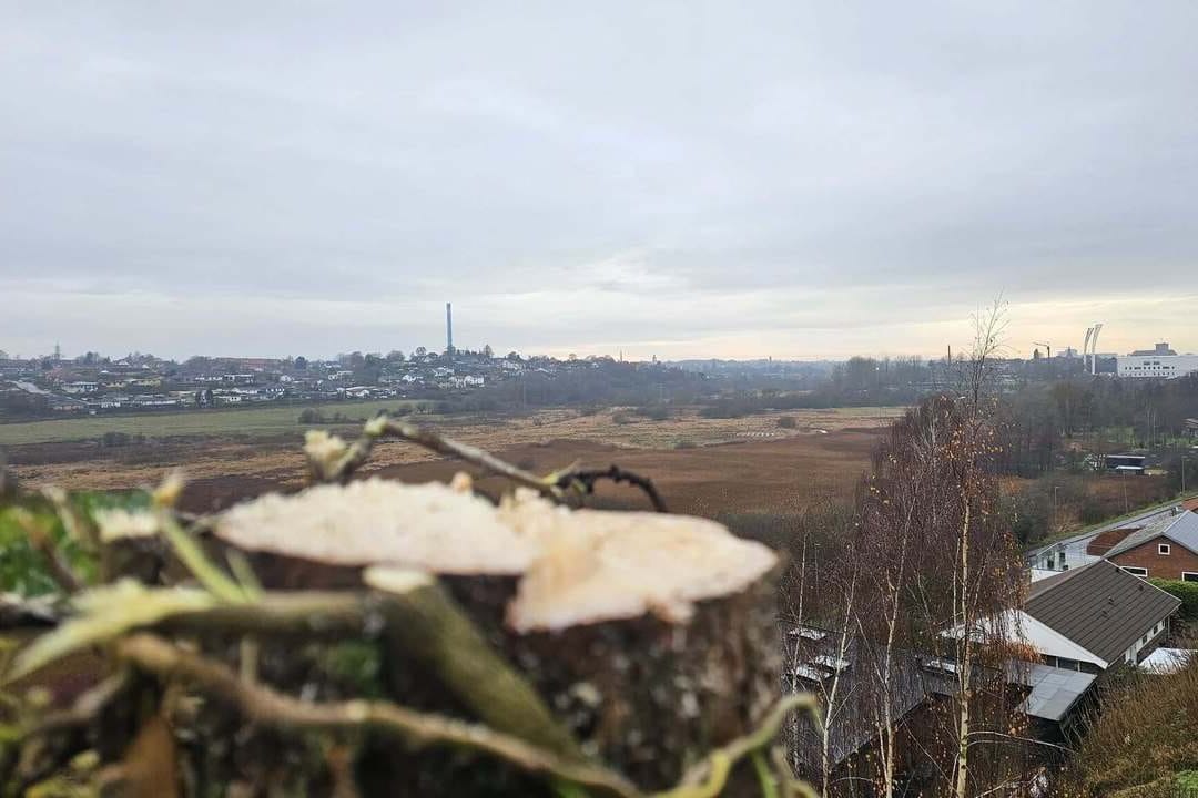 Kolding ses i baggrunden med fældet træ i forgrunden