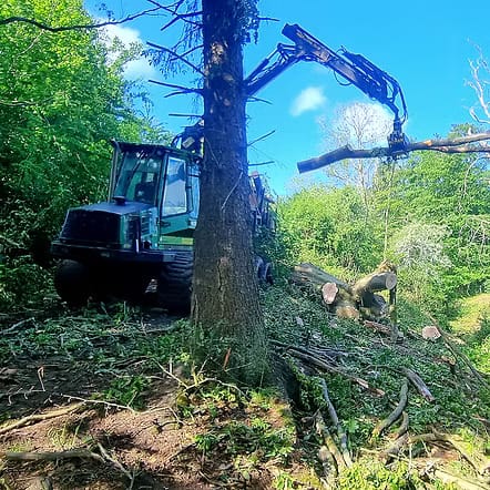 Udtyndning af skov En skov udtyndes af Skovhugger Lund