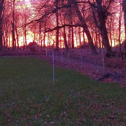 Vildthegn Vildthegn bliver opsat i Jylland
